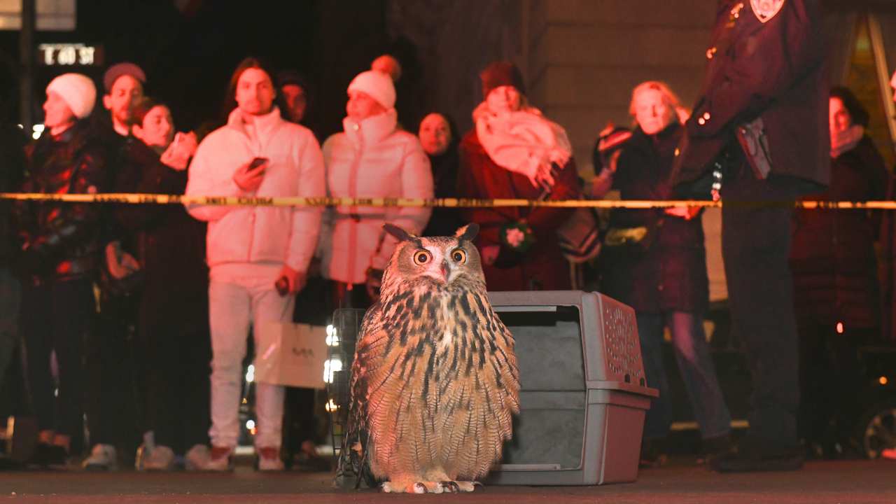 a group of people behind yellow tape and an owl